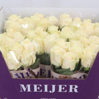 Freshy Rosa Four Seasons