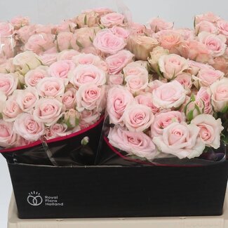 Freshy R tros Sweet Porcelina Holla