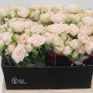 Freshy R tros Sushi Holla