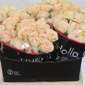 Freshy Hollandse Trosroos “Sancerre” | Kleur: Roze | Lengte ± 40 centimeter | Per 20 verse rozen