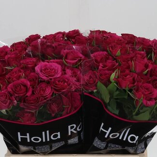 Freshy R tros Cheyenne Holla