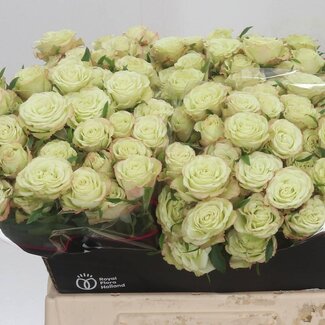 Freshy R tros Limousine Holla