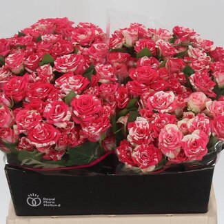 Freshy Hollandse Trosroos “Fireworks” | Kleur: Wit Roze | Lengte ± 40 centimeter | Per 20 verse rozen