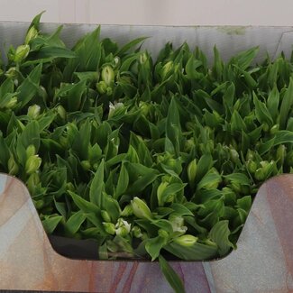 Freshy Alstroemeria Fl Charme White