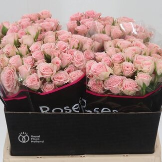 Freshy R tros Lydia Holla