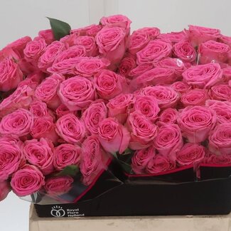 Freshy R tros Paulette Holla