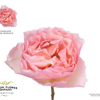 Freshy Rosa Meilland Charlene De Monaco