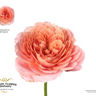 Freshy Rosa Garden Romantic Antike