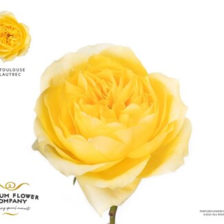 Freshy Rosa Meilland Toulouse Lautrec