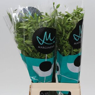 Freshy Chasmanthium Latifolium Platgras | Kleur: Groen | Lengte ± 70 centimeter | Per 50 takken