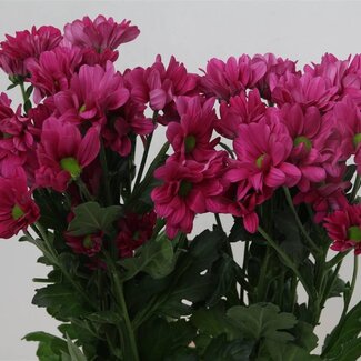 Freshy Troschrysant Chrysanthemum “Randall” | Kleur: Paars | Lengte ± 70 centimeter | Per 10 stelen verse bloemen