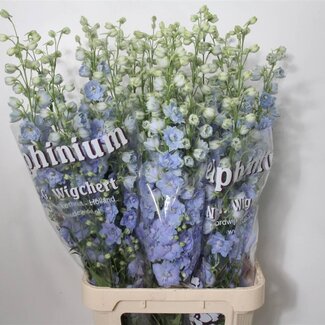 Freshy Delphinium El Dewi Boy