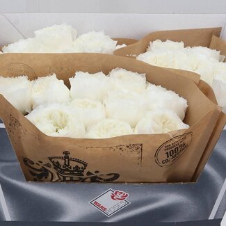 Freshy Rosa Parfum Blanche