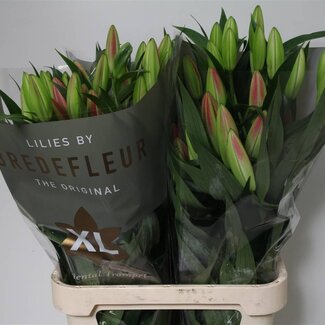 Freshy Lelie Oriental Aqua “Dalian” | Kleur: Rood | Lengte ± 95 centimeter | Per 10 stelen verse bloemen