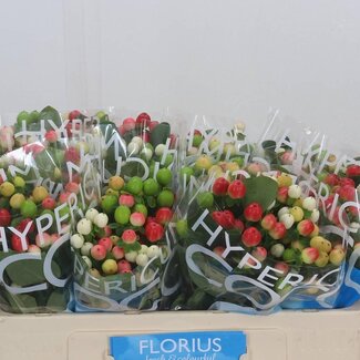 Freshy Hypericum Coco Colours Gemengd