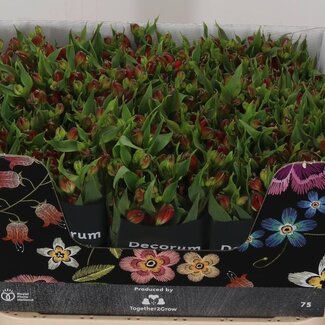 Freshy Alstroemeria Fl Tinto