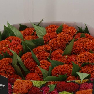 Freshy Celosia C Act Zara