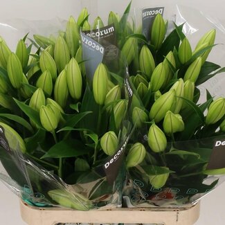 Freshy Lelie Oriental Aqua Tisento