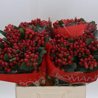 Freshy Hypericum True Romance