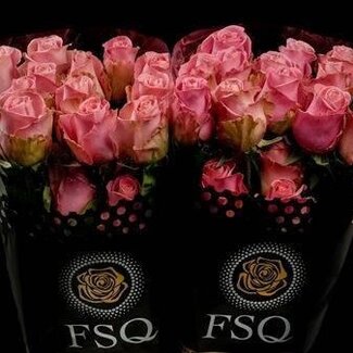 Freshy Large-flowered Rose “Hermosa” | Colour: Pink | Length ± 40 centimeter | Origin Ecuador | Per 20 stems