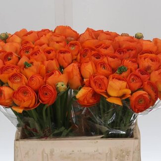 Freshy Ranunculus Renoncule Cloony “Lambada” | Couleur: Couleurs mélangées | Longueur ± 45 centimeter | Par 50 tiges