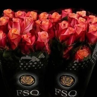 Freshy Large-flowered Rose “Helene” | Colour: Pink | Length ± 50 centimeter | Origin Ecuador | Per 20 stems