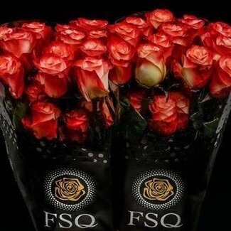 Freshy Large-flowered Rose “Farfalla” | Colour: White Red | Length ± 50 centimetre | Origin Ecuador | Per 20 stems