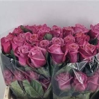 Freshy Großblütige Rose “Barista LL” | Farbe: Rosa | Länge ± 50 centimeter | Gewicht ± 25 gram pro Stiel | Pro 25 Stielen