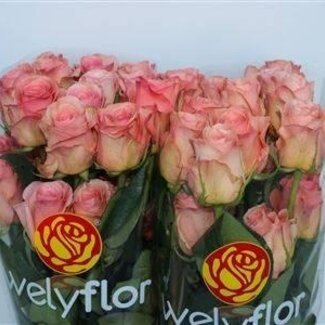 Freshy Large-flowered Rose “Saga” | Colour: Pink | Length ± 50 centimetre | Per 25 stems