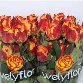 Freshy Großblütige Rose “Chili” | Farbe: Orange | Länge ± 40 centimeter | Pro 25 Stielen