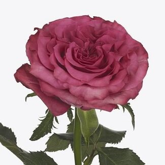 Freshy Großblütige Rose “Country Blues” | Farbe: Rosa | Länge ± 40 centimeter | Pro 25 Stiele