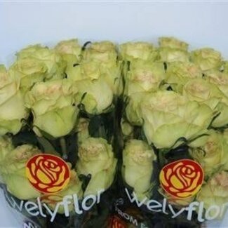 Freshy Großblütige Rose “Dynamic” | Farbe: Weiß | Länge ± 60 centimeter | Herkunft Ecuador | Pro 25 Stiele