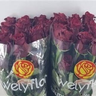 Freshy Large-flowered Rose “Explorer” | Colour: Red | Length ± 40 centimetre | Weight ± 25 gram per stem | Origin Ecuador | Per 25 stems