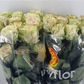 Freshy Großblütige Rose “Absurda” | Farbe: Weiß Gelb | Länge ± 60 centimeter | Gewicht ± 25 gram pro Stiel | Herkunft Ecuador | Pro 25 Stiele