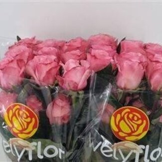 Freshy Large-flowered Rose “Country Candy” | Colour: Pink | Length ± 40 centimeter | Weight ± 25 gram per stem | Origin Ecuador | Per 25 stems