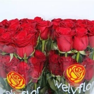 Freshy Großblütige Rose “Freedom” | Farbe: Rot | Länge ± 50 centimeter | Herkunft Ecuador | Pro 25 Stielen