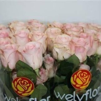Freshy Large-flowered Rose “Novia” | Colour: White Pink | Length ± 50 centimeter | Origin Ecuador | Per 25 stems