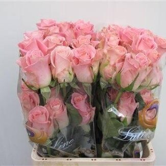 Freshy Großblütige Rose “Hermosa” | Farbe: Rosa | Länge ± 50 centimeter | Gewicht ± 25 gram pro Zweig | Herkunft Ecuador | Pro 25 Stiele