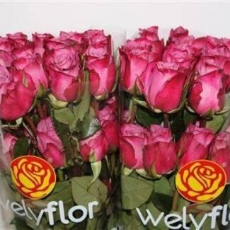 Freshy Large-flowered Rose “Moody Blues” | Colour: Purple | Length ± 50 centimeter | Per 25 stems