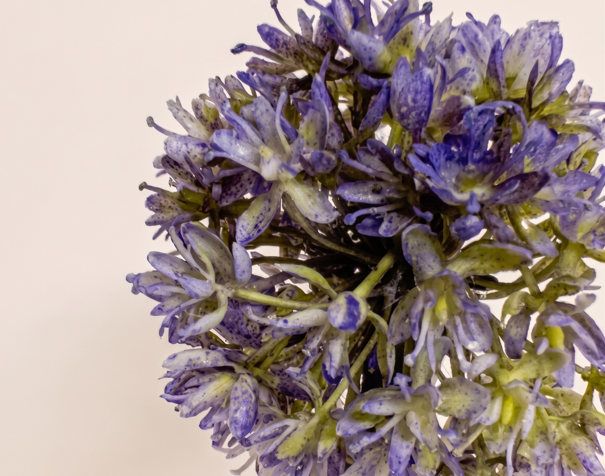 Allium (Sierui): Grafische Kunstbloemen | MyFlowers.shop