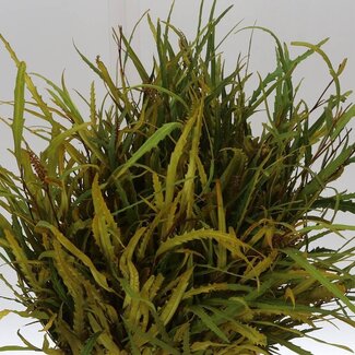 Freshy Grevillea | Farbe: Grün | Gewicht 150 gram pro Bund | Herkunft Farbbehandelt Gelb | Pro 5 Bünde