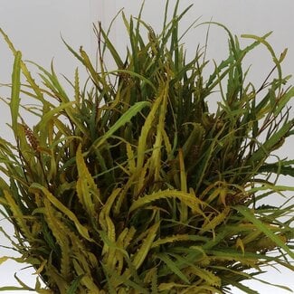 Freshy Grevillea | Kleur: Groen | Gewicht 150 gram per bos | Herkomst Kleurbehandeld Geel | Per 5 bossen