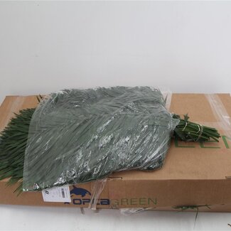 Freshy Chico Teepee Palmblad | Kleur: Groen | Lengte ± 60 centimeter | Per 5 bossen