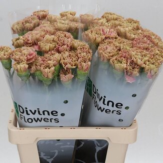 Freshy Holländische Nelke “Babylon” | Farbe: Braun | Länge ± 60 centimeter | Pro 20 frische Blumen