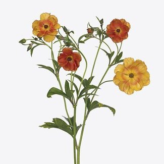 Freshy Renoncule hollandaise Ranunculus “Marmalade” | Couleur: Orange | Longueur ± 70 centimeter | Par 10 tiges de fleurs fraîches