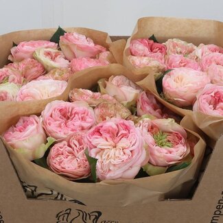 Freshy Rosa Springfie Park