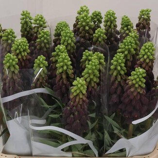 Freshy Fritillaria Persica Keizerskroon | Kleur: Bruin | Lengte ± 80 centimeter | Per 5 verse bloemen