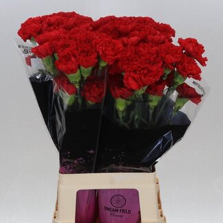 Freshy Anjer Lang Don Pedro