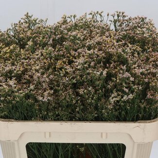 Freshy Limonium Sin Senecio Nectarin