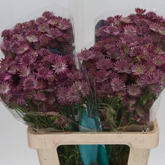 Freshy Astrantia Zeeuws Knoopje “Roma” | Kleur: Roze | Lengte ± 60 centimeter | Per 25 verse bloemen